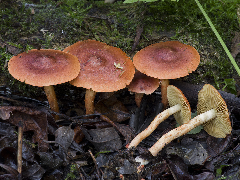 Cortinarius uliginosus